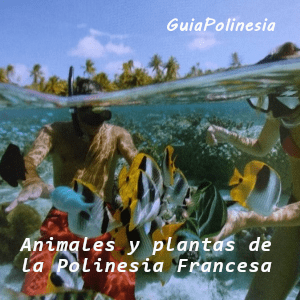 animales y plantas de la polinesia francesa
