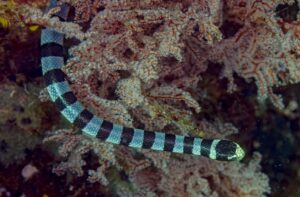 hay serpientes en la polinesia francesa