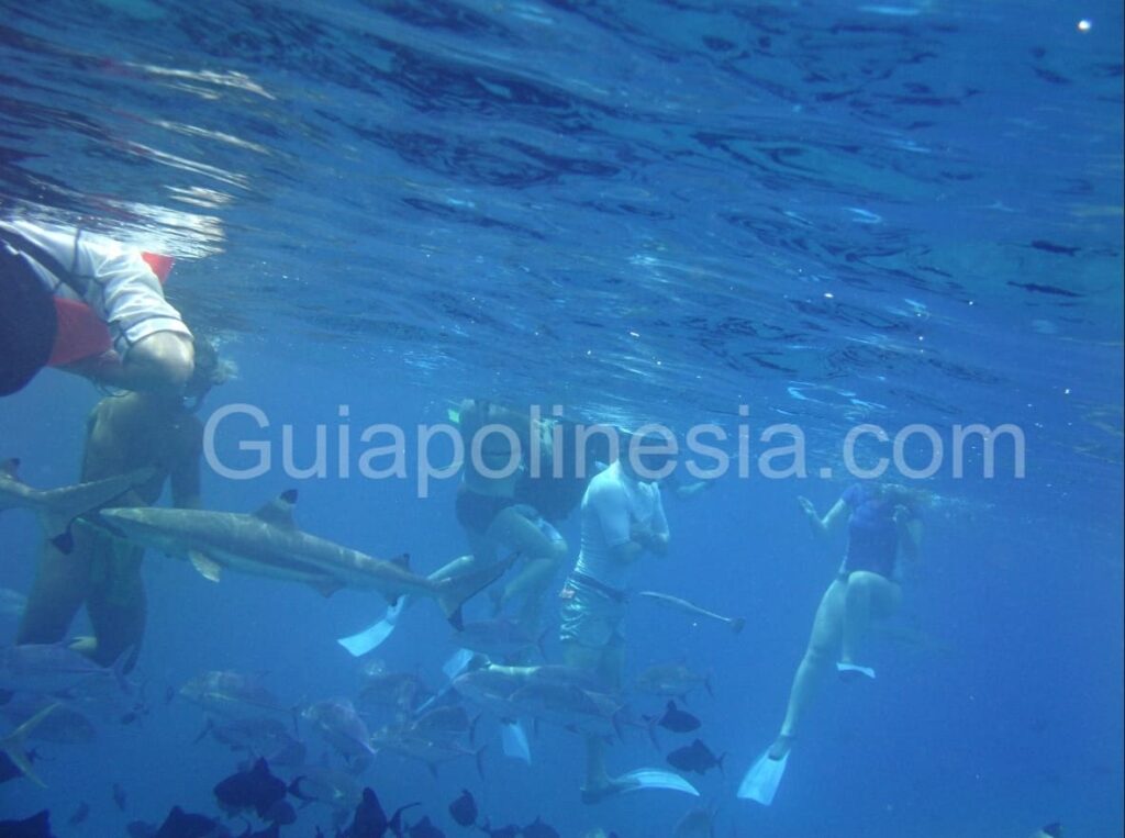 nadar con tiburones limon en Bora Bora